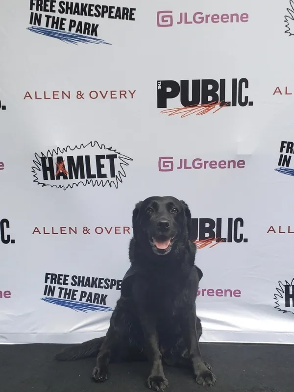 Daisy, a 50 lb black lab, sits and smiles in front of a step and repeat
            at opening night of Hamlet, for the Public Theater’s Shakespeare in the
            Park.
